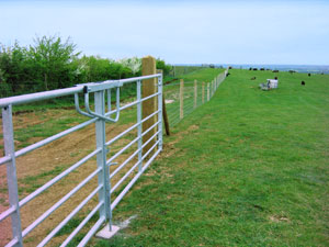 Sheep Fencing with double gates.