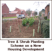 Click to view. Tree & Shrub Planting Scheme on a New Housing Development