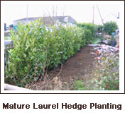 Click to view. Mature Laurel Hedge Planting