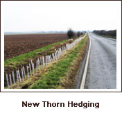 Click to view. New Thorn Hedging